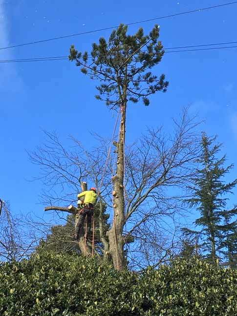 Pine removal in Ranmoor